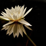 1. Gloria Grajales - Gold Floating Flower - 1,27 mts x 75 cms - 2012