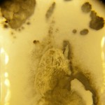 Exposicion Johanna Arenas-11