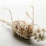 Marcela Cardenas (4)