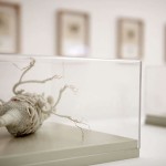 Marcela Crdenas (11)