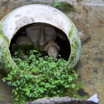 ensayos_gabriel_silva_10